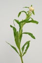 Helichrysum Straw flower bloomingÃÂ on white background